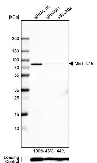 METT10D Antibody
