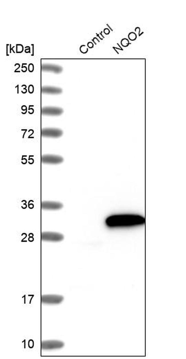NQO2 Antibody in Western Blot (WB)
