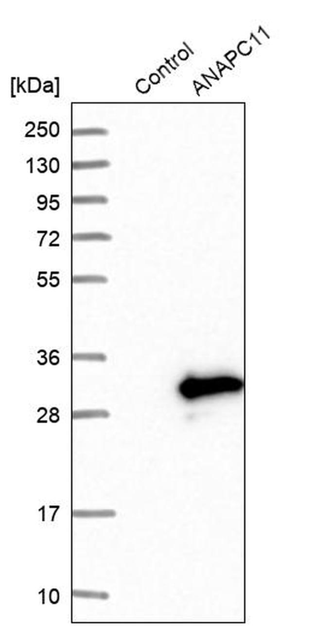 APC11 Antibody in Western Blot (WB)