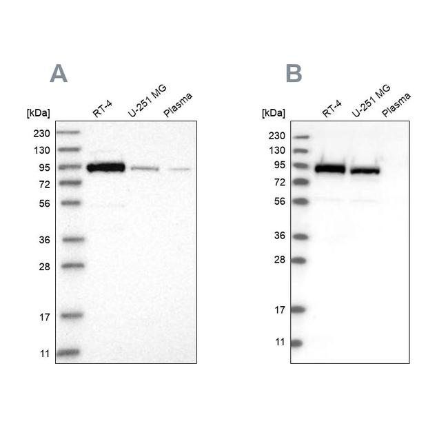 Niban-like protein Antibody in Western Blot (WB)