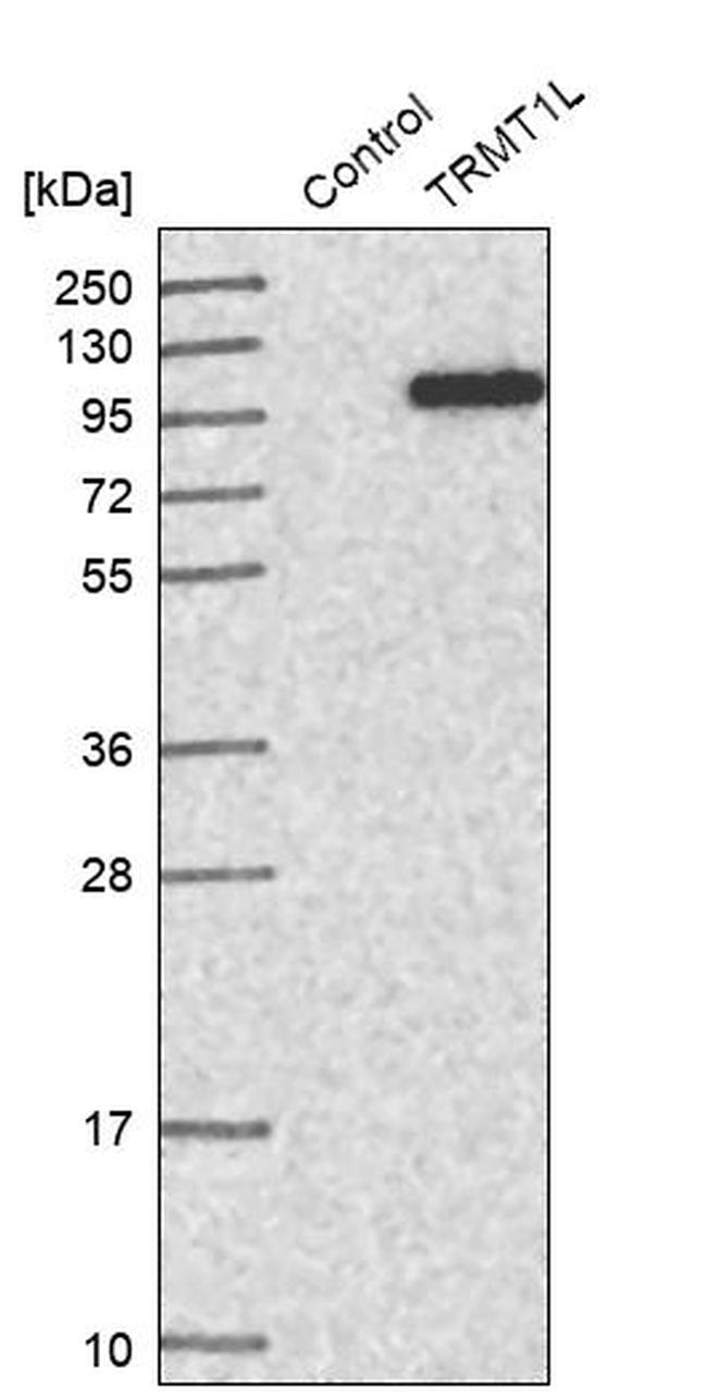 TRMT1L Antibody in Western Blot (WB)