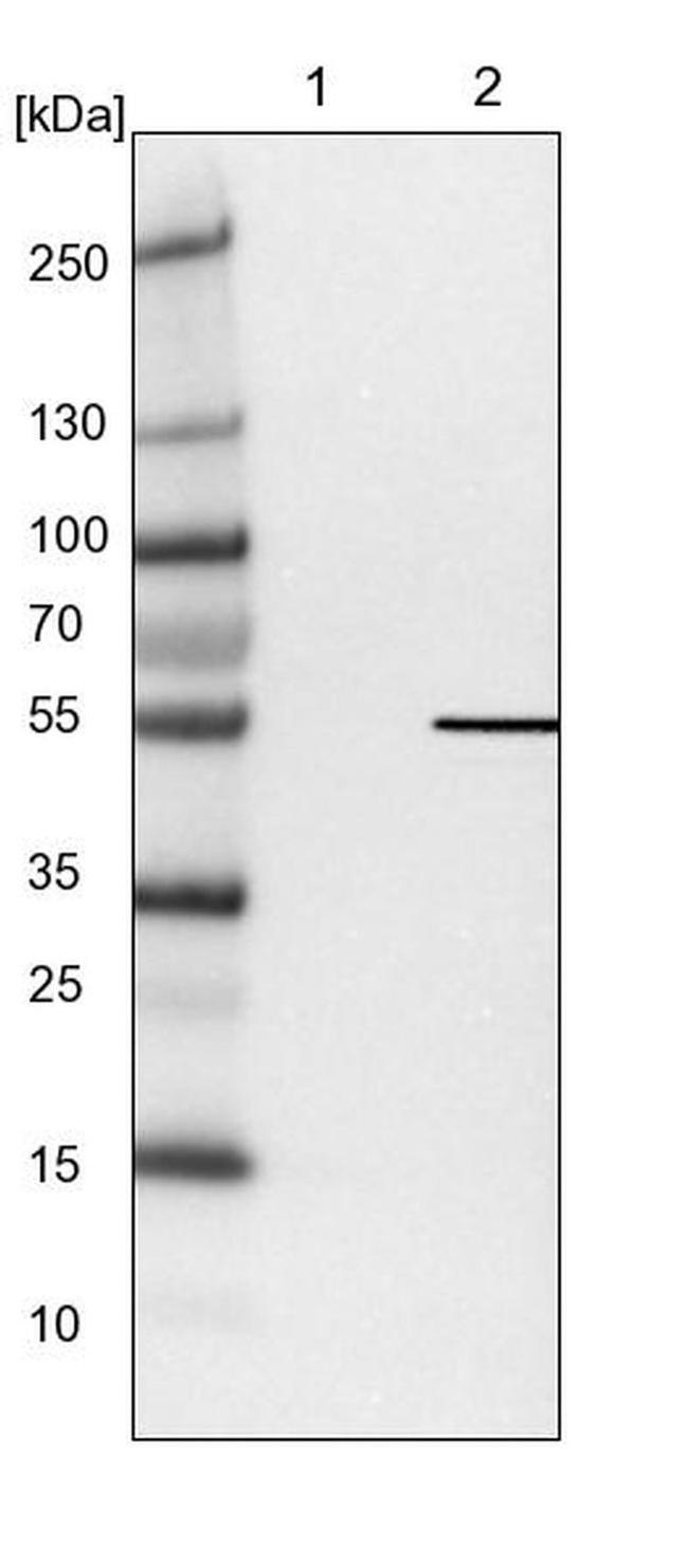 POLE2 Antibody in Western Blot (WB)