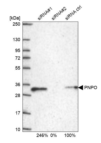 PNPO Antibody