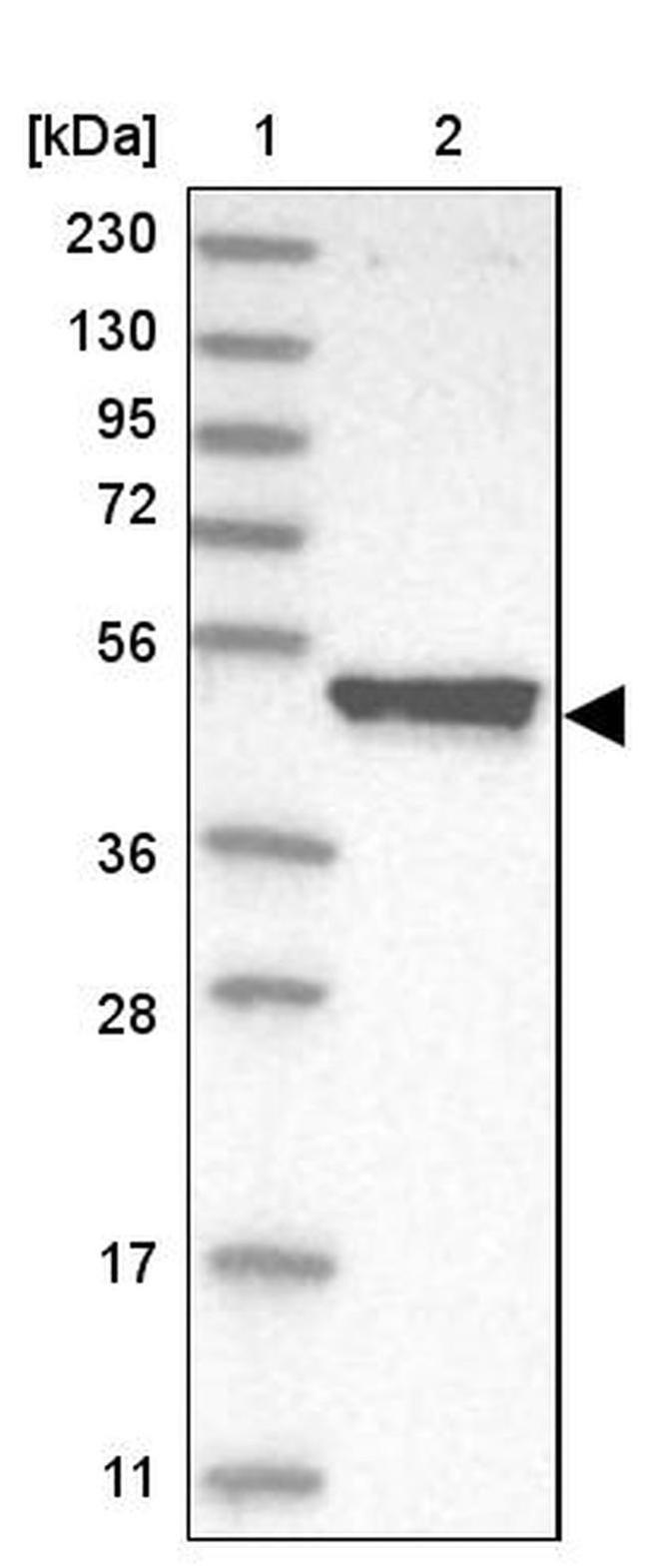 TUFT1 Antibody in Western Blot (WB)