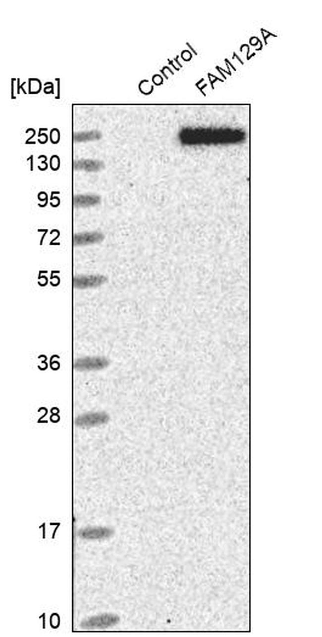 FAM129A Antibody in Western Blot (WB)