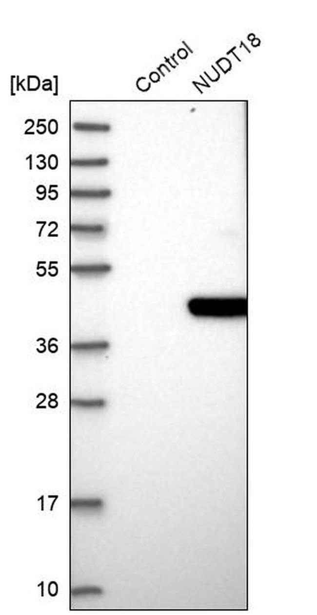 NUDT18 Antibody in Western Blot (WB)