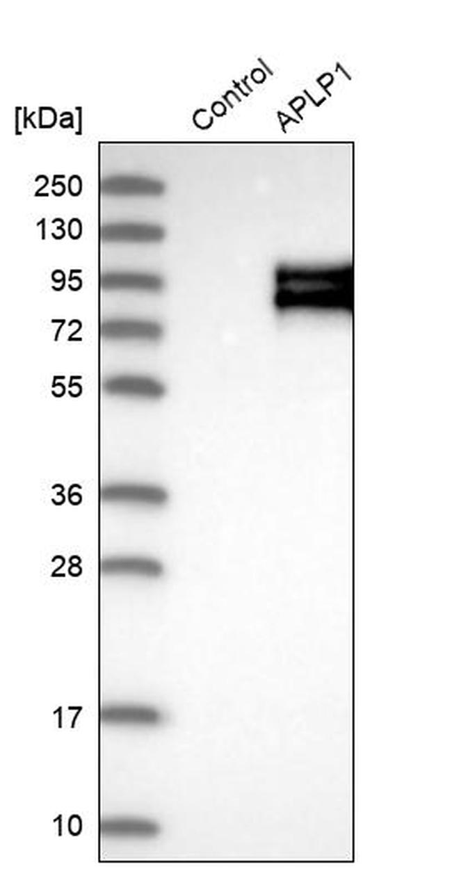 APLP1 Antibody in Western Blot (WB)