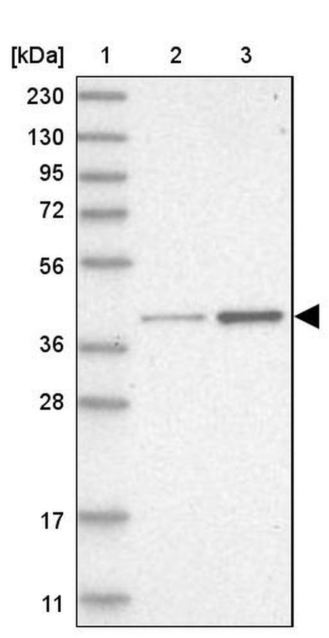 RFC2 Antibody in Western Blot (WB)