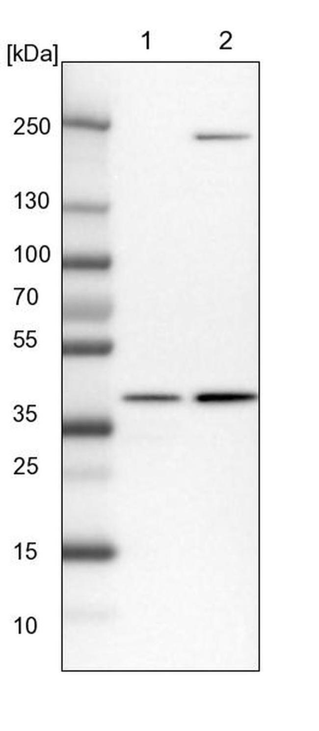 RFC2 Antibody in Western Blot (WB)