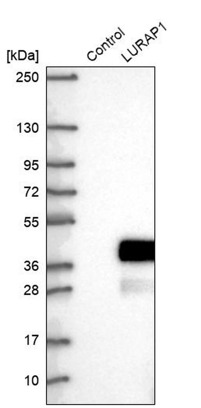 LURAP1 Antibody in Western Blot (WB)