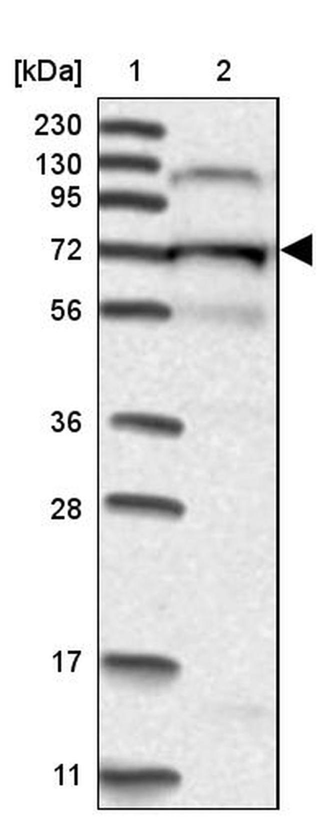 KLC4 Antibody in Western Blot (WB)