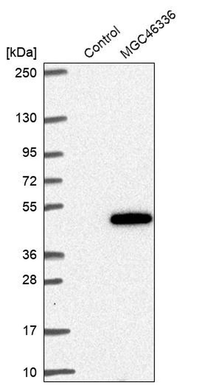 ZNF843 Antibody in Western Blot (WB)