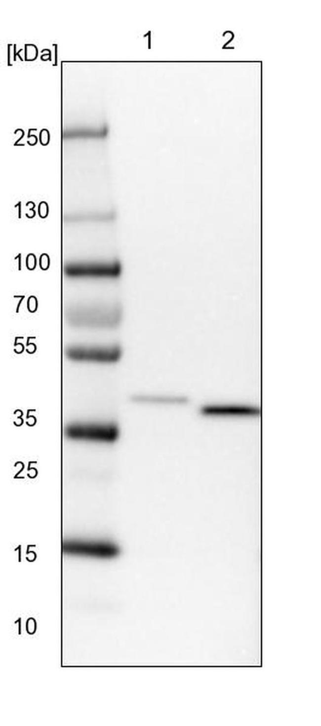 VTA1 Antibody in Western Blot (WB)