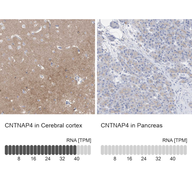 CNTNAP4 Antibody in Immunohistochemistry (IHC)