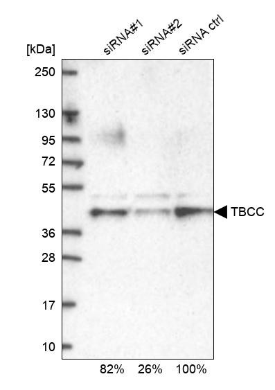 TBCC Antibody