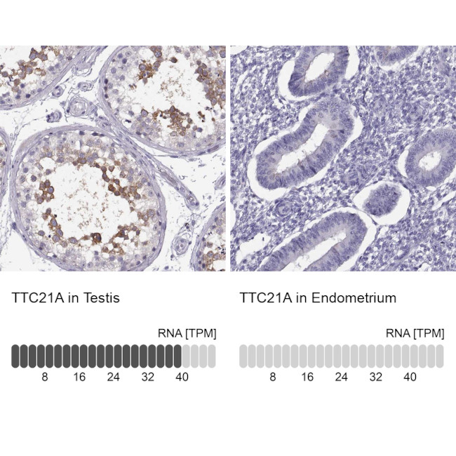 TTC21A Antibody