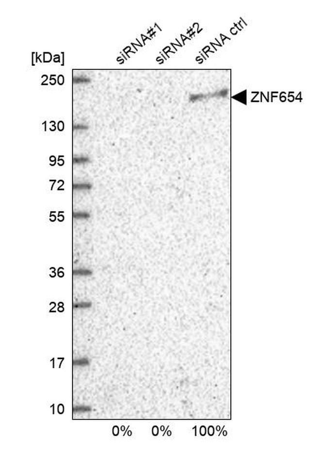 ZNF654 Antibody in Western Blot (WB)