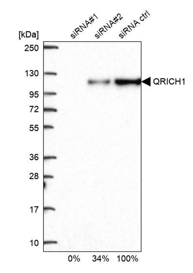 QRICH1 Antibody in Western Blot (WB)