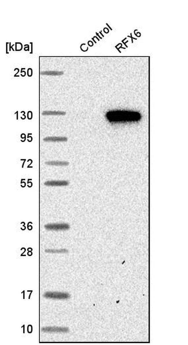 RFX6 Antibody in Western Blot (WB)