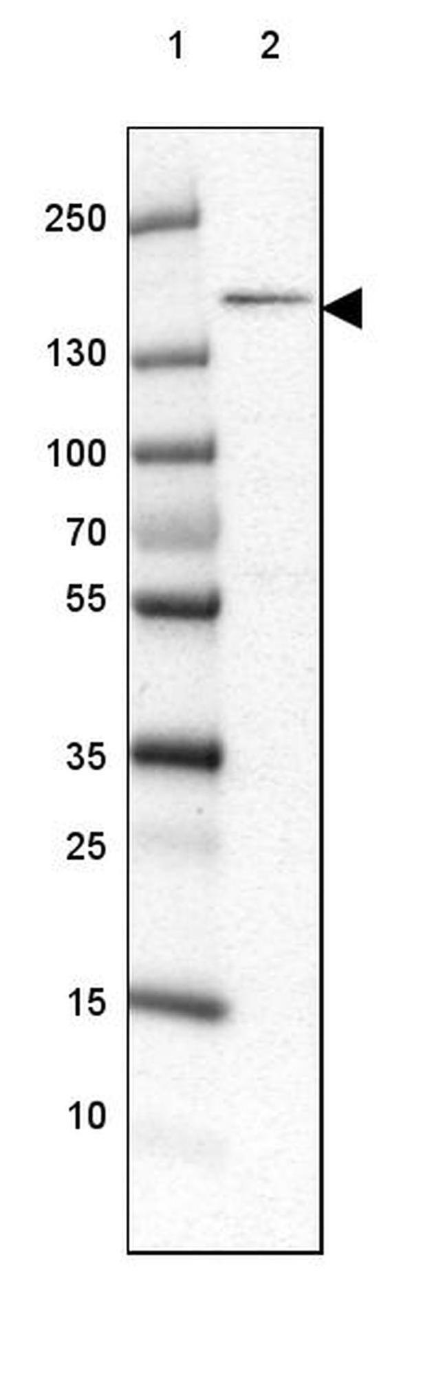 POLR3A Antibody in Western Blot (WB)