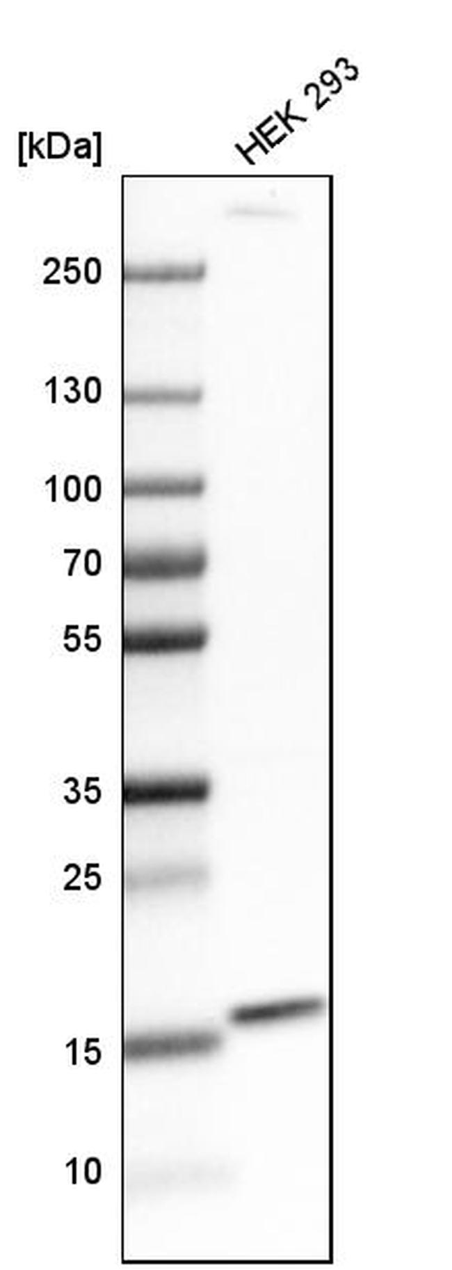 FUNDC1 Antibody in Western Blot (WB)