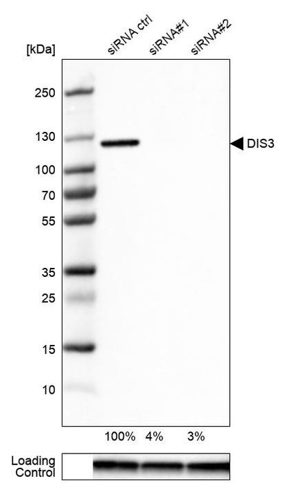DIS3 Antibody