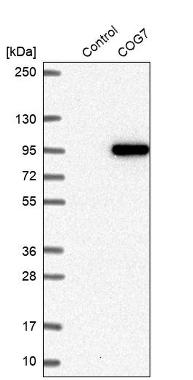 COG7 Antibody in Western Blot (WB)