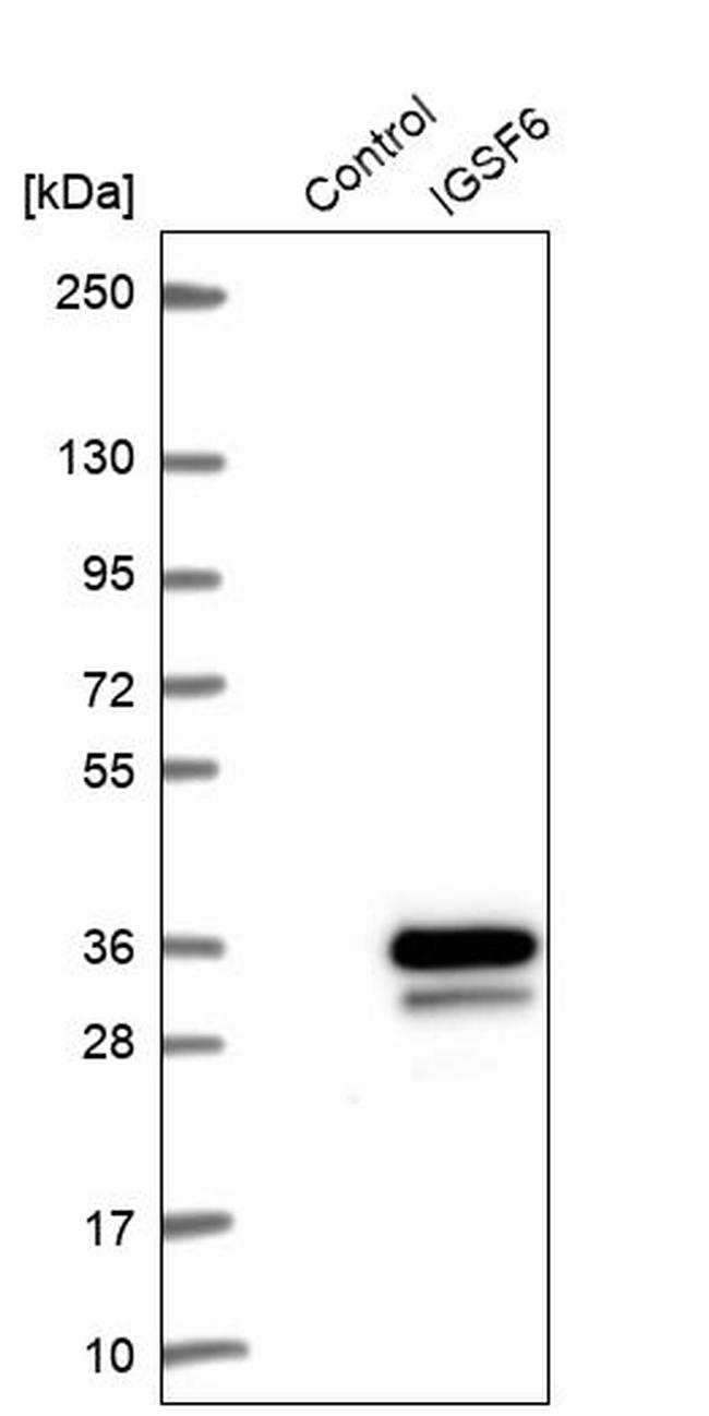 IGSF6 Antibody in Western Blot (WB)