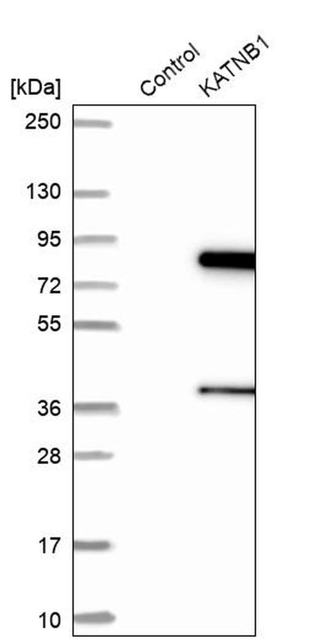 Katanin p80 Antibody in Western Blot (WB)