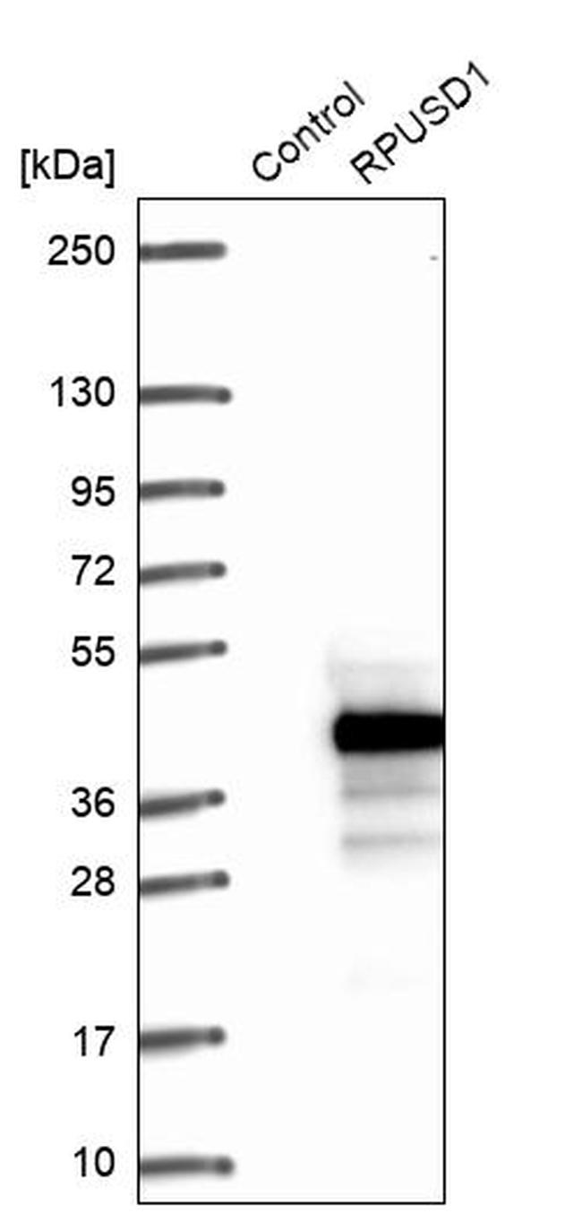 RPUSD1 Antibody in Western Blot (WB)