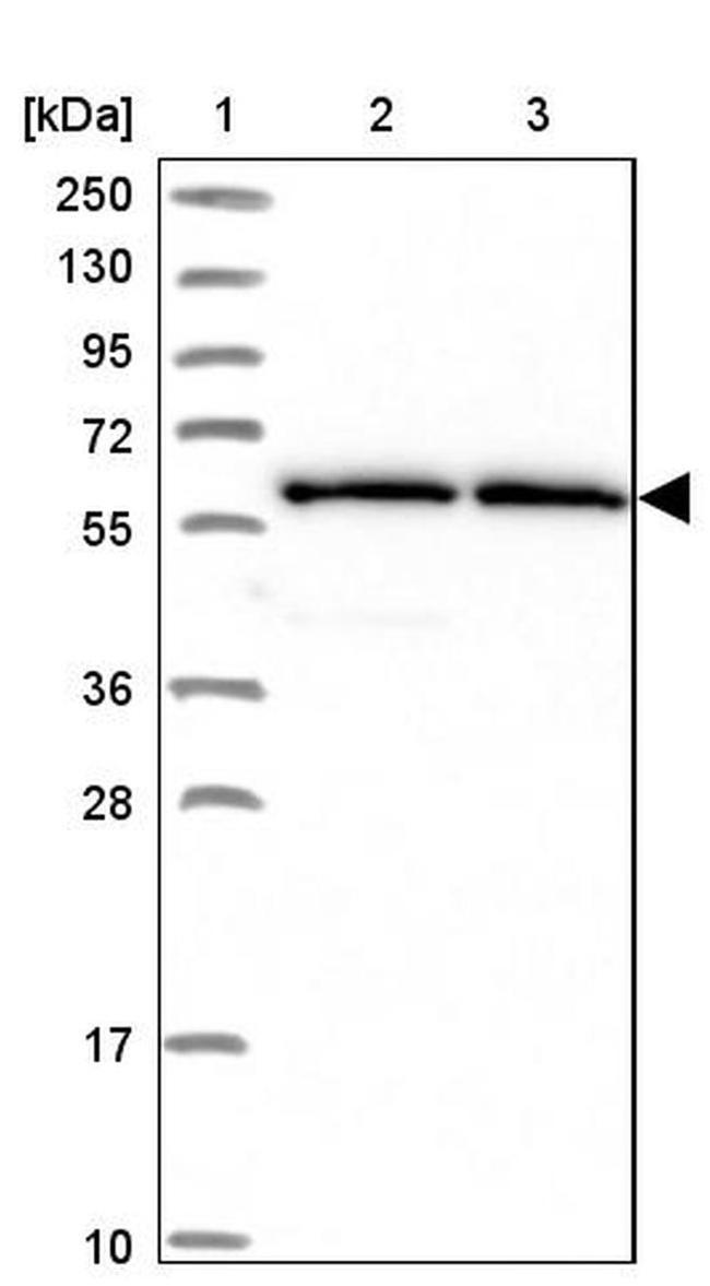 ZNF480 Antibody in Western Blot (WB)