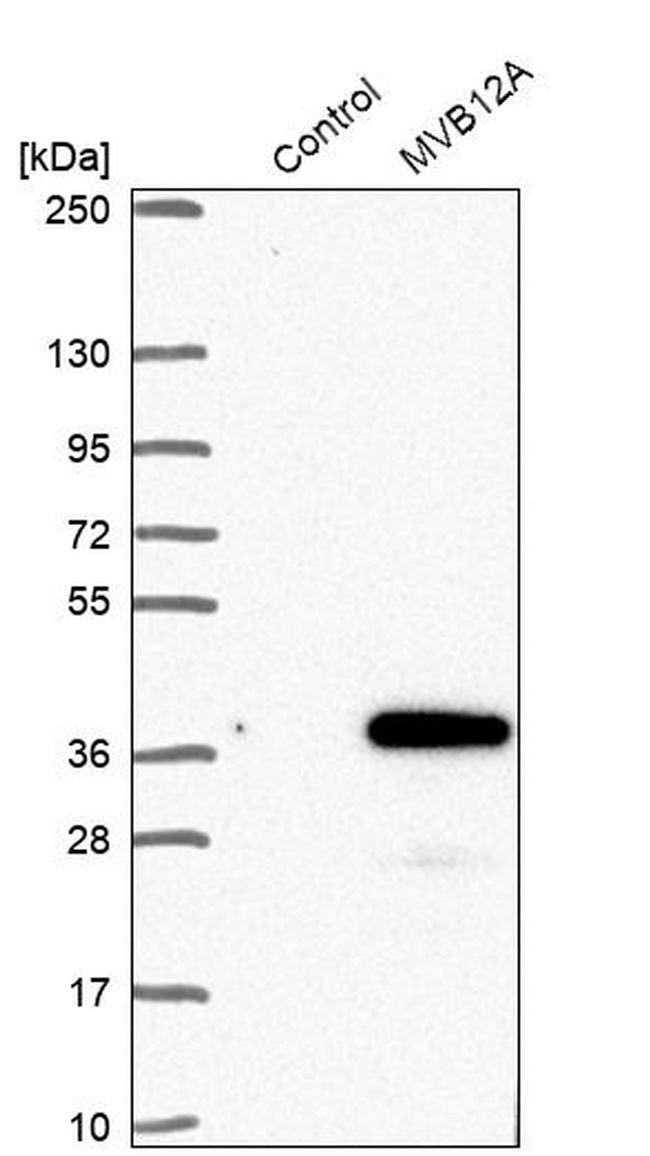 MVB12A Antibody in Western Blot (WB)