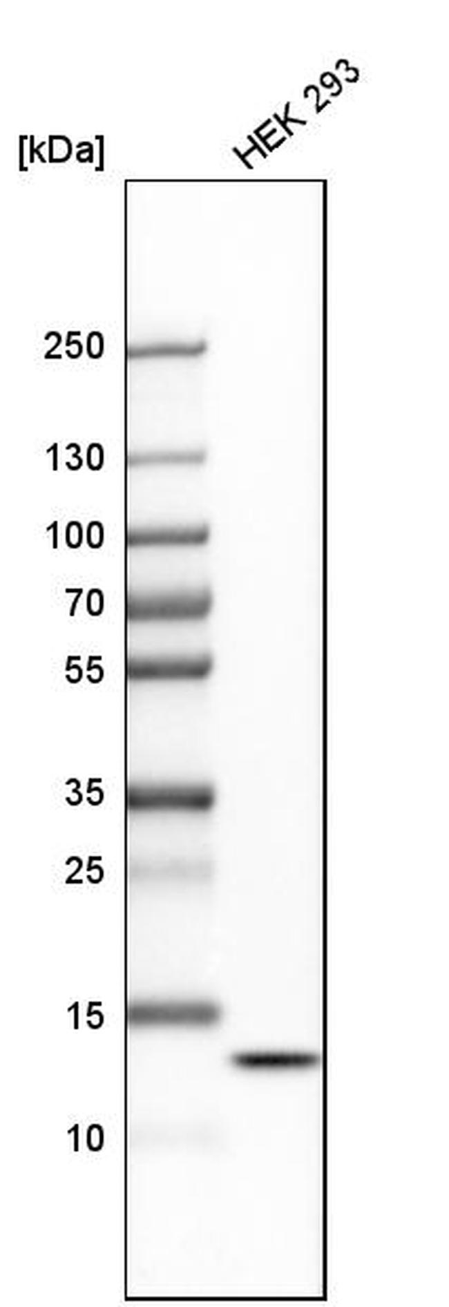 HIGD2A Antibody in Western Blot (WB)