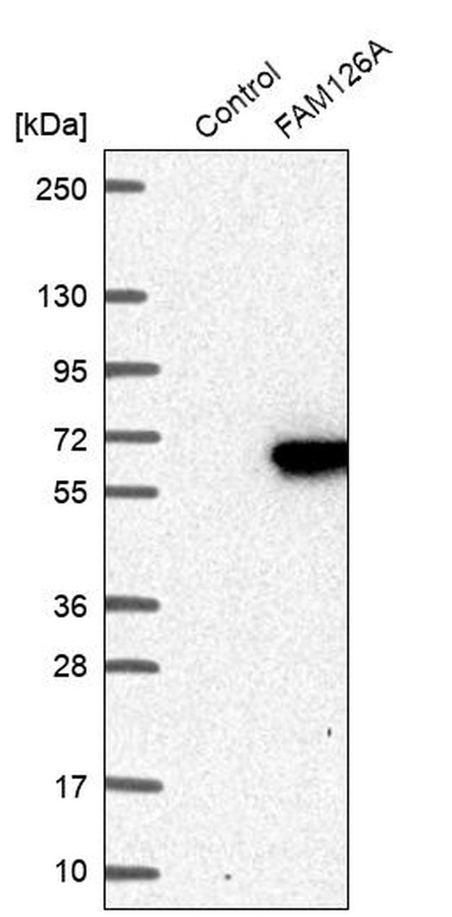 FAM126A Antibody in Western Blot (WB)