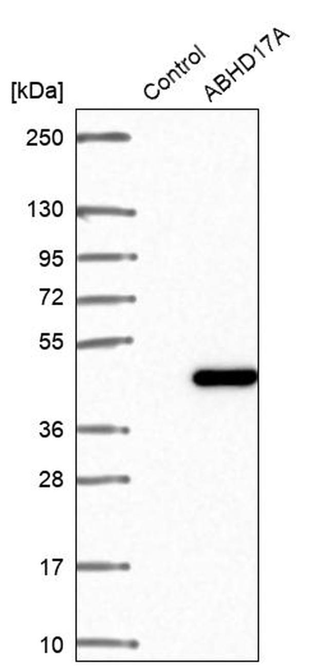 FAM108A1 Antibody in Western Blot (WB)