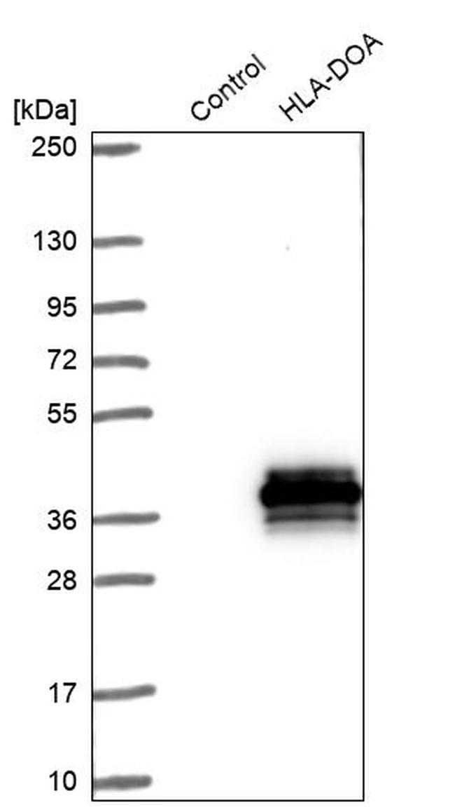 HLA-DOA Antibody in Western Blot (WB)
