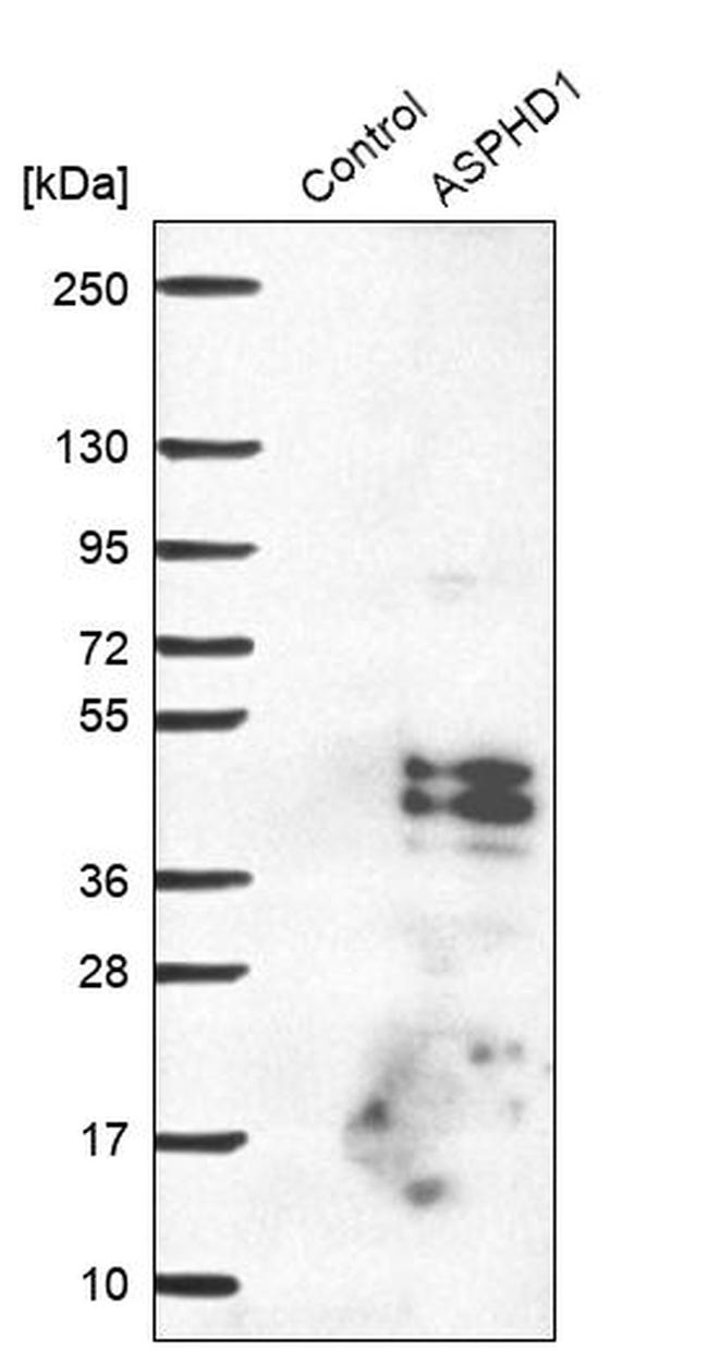 ASPHD1 Antibody in Western Blot (WB)