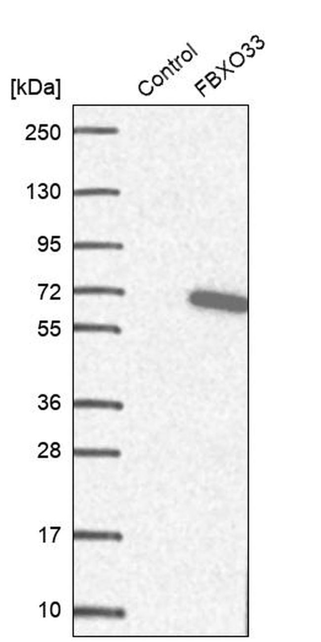 FBXO33 Antibody in Western Blot (WB)