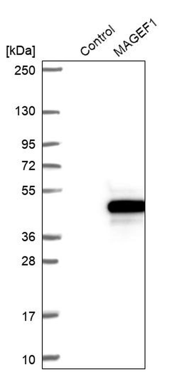 MAGEF1 Antibody in Western Blot (WB)