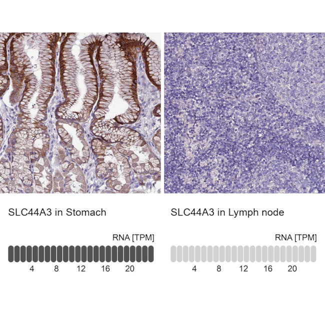 SLC44A3 Antibody