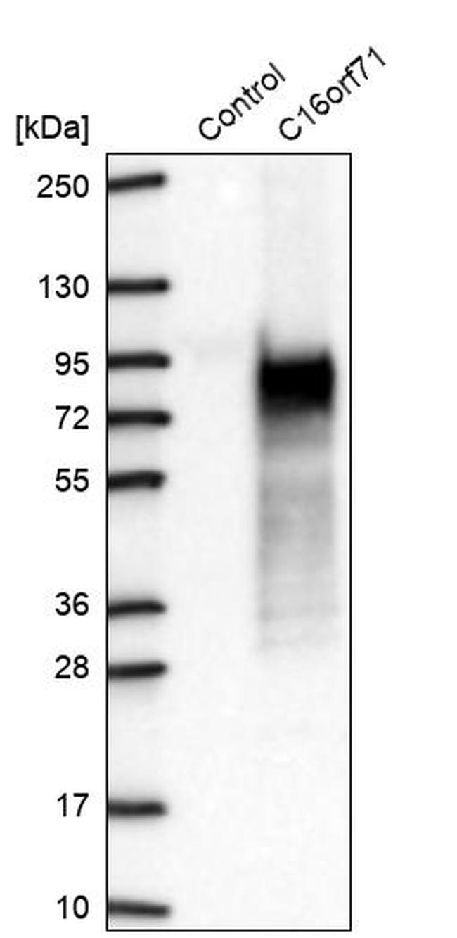 C16orf71 Antibody in Western Blot (WB)