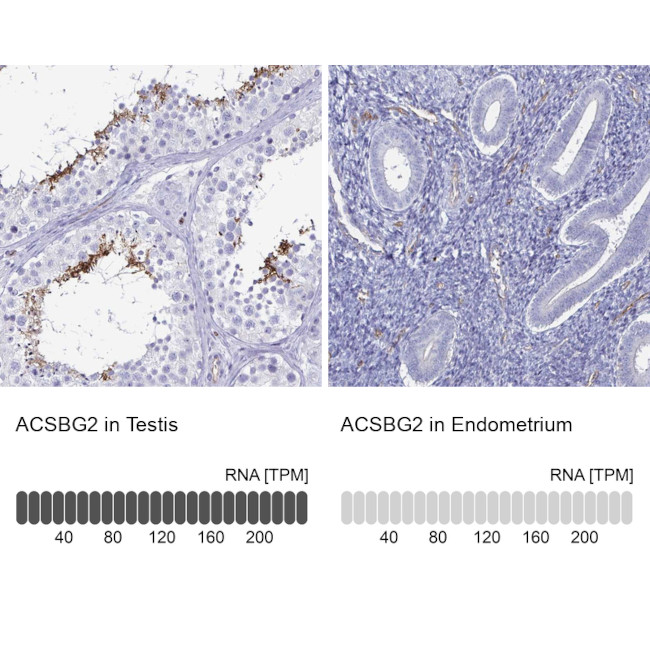 ACSBG2 Antibody