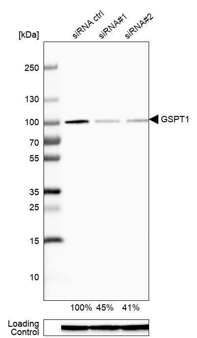 GSPT1 Antibody