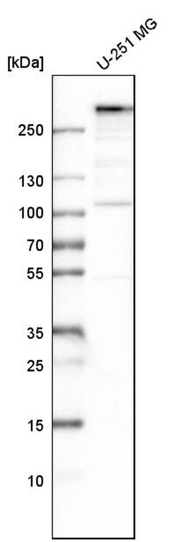 MIA3 Antibody in Western Blot (WB)