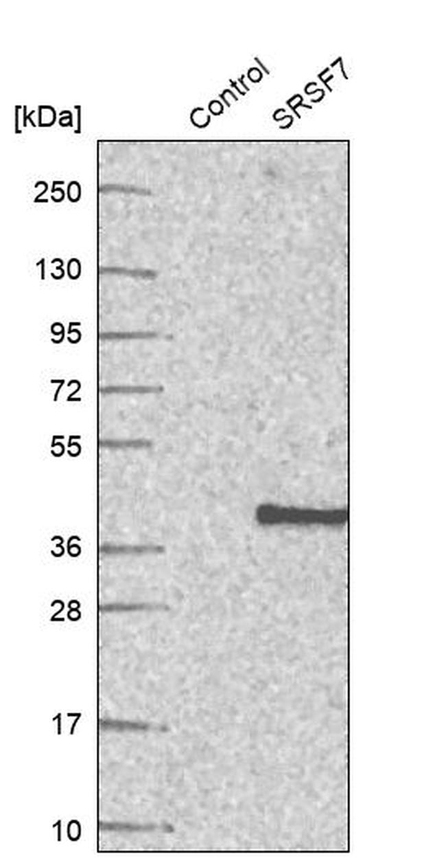 SRSF7 Antibody in Western Blot (WB)
