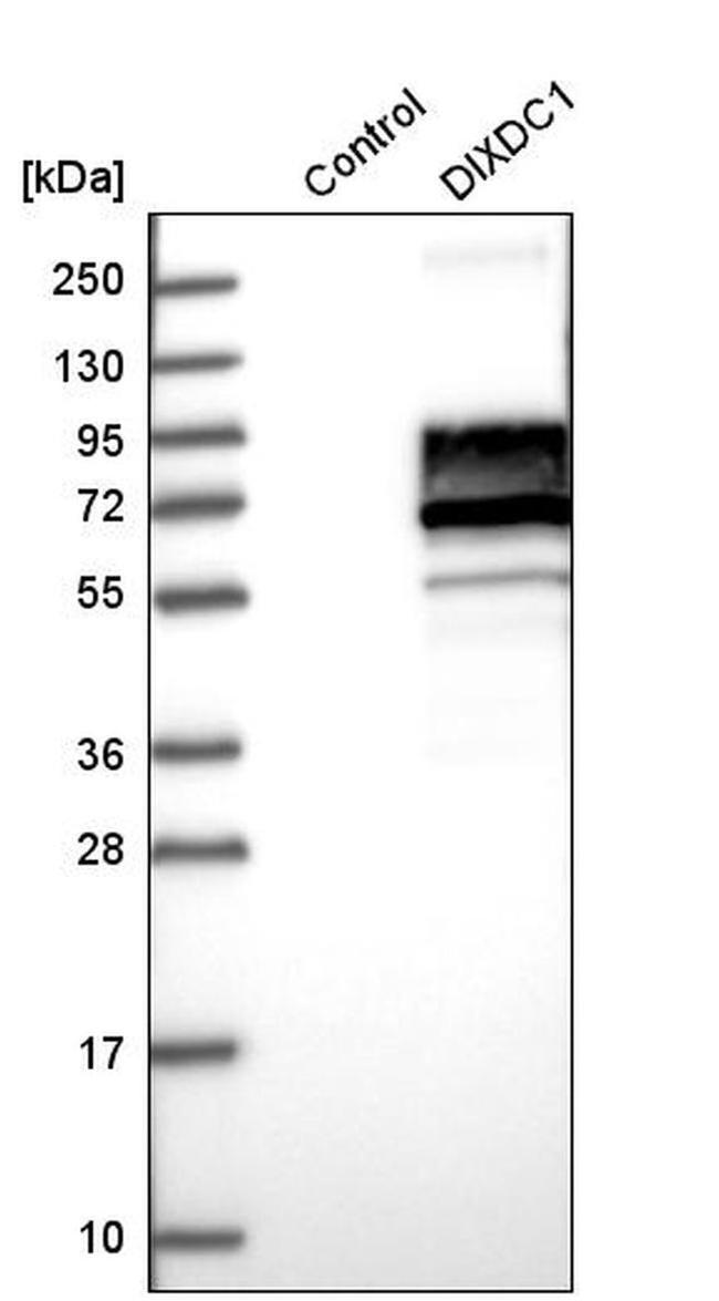 DIXDC1 Antibody in Western Blot (WB)