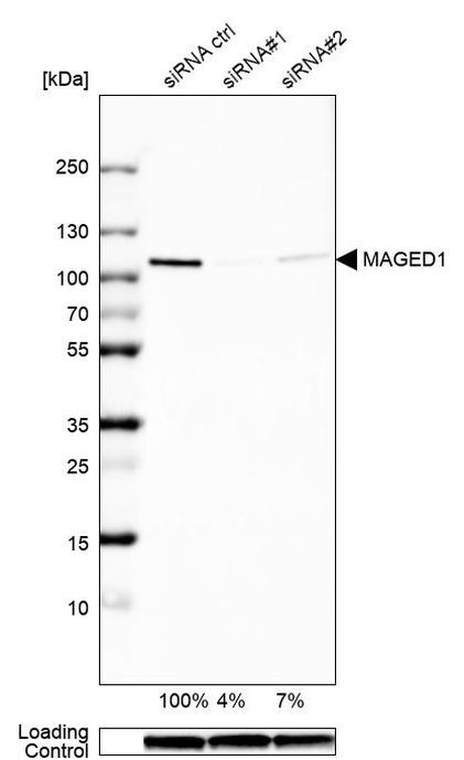 MAGED1 Antibody