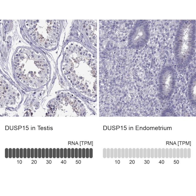 DUSP15 Antibody