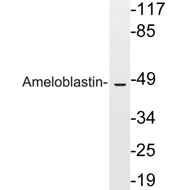Ameloblastin Antibody in Western Blot (WB)