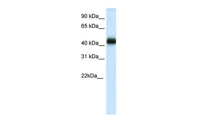 Nkx2.4 Antibody in Western Blot (WB)